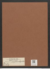 Surirella amphiamblya Ehr. (de-Toni-Nr.: Genus 53, Species 2219) Zeichnungen Sammlung Grunow Mappe 02446 (Herbarium_W_Grunow_drawings_Folder_02446)